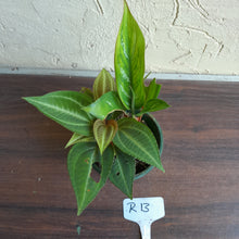 Load image into Gallery viewer, #R13 Monolena Primuliflora + Aglaonema Unknown