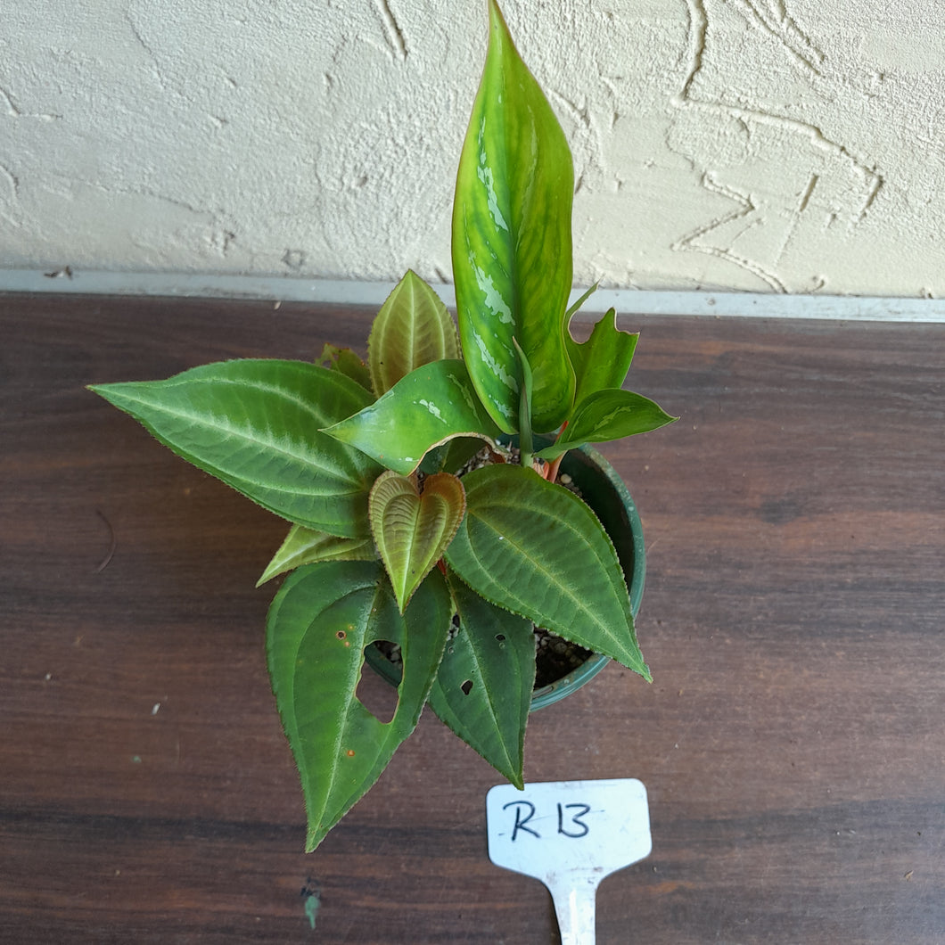 #R13 Monolena Primuliflora + Aglaonema Unknown