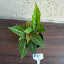 Load image into Gallery viewer, #R13 Monolena Primuliflora + Aglaonema Unknown