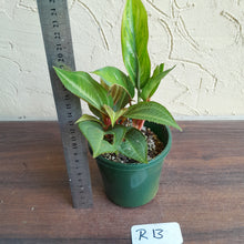 Load image into Gallery viewer, #R13 Monolena Primuliflora + Aglaonema Unknown