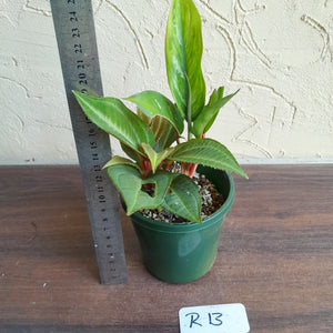 #R13 Monolena Primuliflora + Aglaonema Unknown