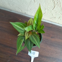 Load image into Gallery viewer, #R13 Monolena Primuliflora + Aglaonema Unknown