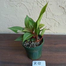 Load image into Gallery viewer, #R13 Monolena Primuliflora + Aglaonema Unknown