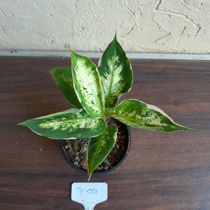 #D59 Variegated Dieffenbachia