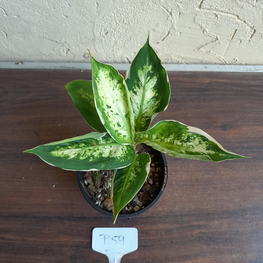 #D59 Variegated Dieffenbachia