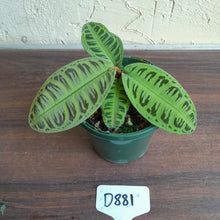 Load image into Gallery viewer, #D881 Labisia Sp. Riau Green