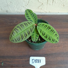 Load image into Gallery viewer, #D881 Labisia Sp. Riau Green
