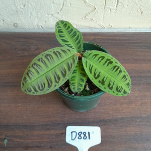 #D881 Labisia Sp. Riau Green