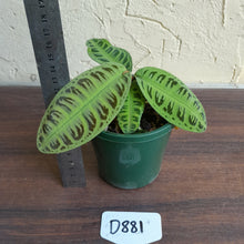 Load image into Gallery viewer, #D881 Labisia Sp. Riau Green