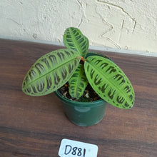 Load image into Gallery viewer, #D881 Labisia Sp. Riau Green