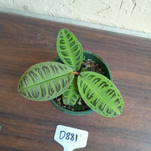Load image into Gallery viewer, #D881 Labisia Sp. Riau Green