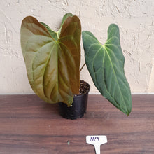 Load image into Gallery viewer, #M9 Anthurium Papillilaminum x