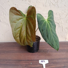 Load image into Gallery viewer, #M9 Anthurium Papillilaminum x