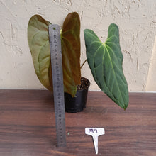 Load image into Gallery viewer, #M9 Anthurium Papillilaminum x