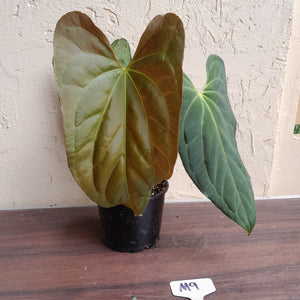 #M9 Anthurium Papillilaminum x