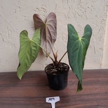 Load image into Gallery viewer, #M9 Anthurium Papillilaminum x