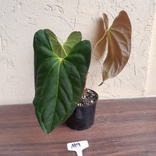 Load image into Gallery viewer, #M9 Anthurium Papillilaminum x