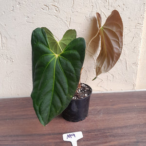 #M9 Anthurium Papillilaminum x