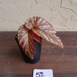 #52 Begonia Brevirimosa