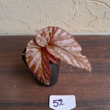 Load image into Gallery viewer, #52 Begonia Brevirimosa