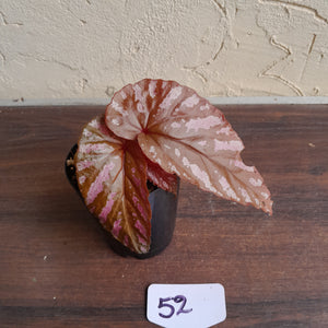 #52 Begonia Brevirimosa