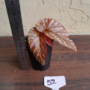 #52 Begonia Brevirimosa