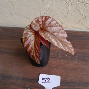 #52 Begonia Brevirimosa