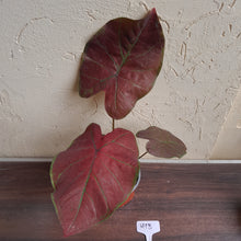 Load image into Gallery viewer, #H13 Caladium