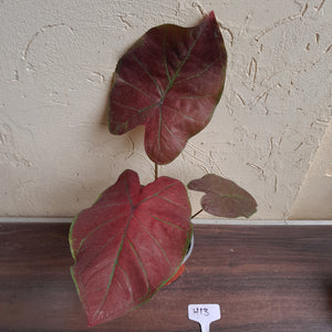 #H13 Caladium