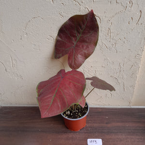 #H13 Caladium