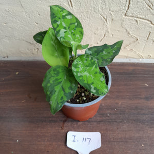 #i117 Two x Headed Aglaonema Pictum Tricolor - Non TC