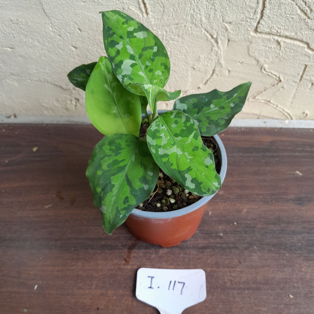 #i117 Two x Headed Aglaonema Pictum Tricolor - Non TC