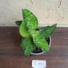 Load image into Gallery viewer, #i117 Two x Headed Aglaonema Pictum Tricolor - Non TC