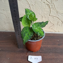 Load image into Gallery viewer, #i117 Two x Headed Aglaonema Pictum Tricolor - Non TC