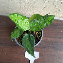 Load image into Gallery viewer, #i117 Two x Headed Aglaonema Pictum Tricolor - Non TC
