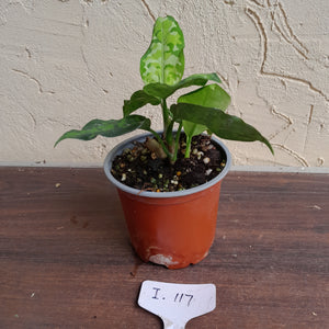 #i117 Two x Headed Aglaonema Pictum Tricolor - Non TC