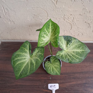 #H15 Caladium