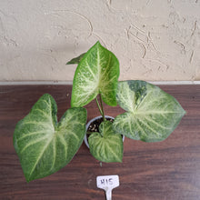 Load image into Gallery viewer, #H15 Caladium