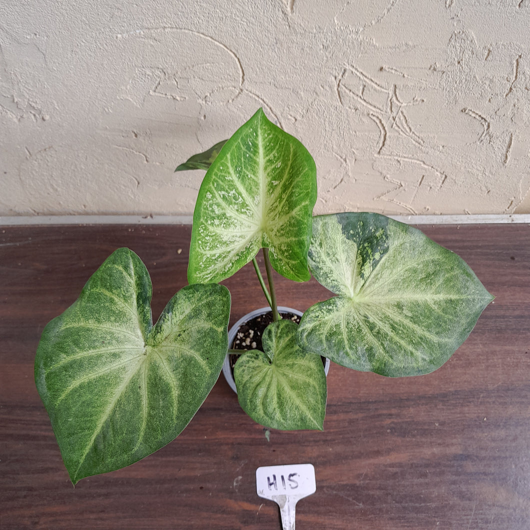 #H15 Caladium