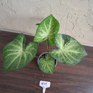 #H15 Caladium