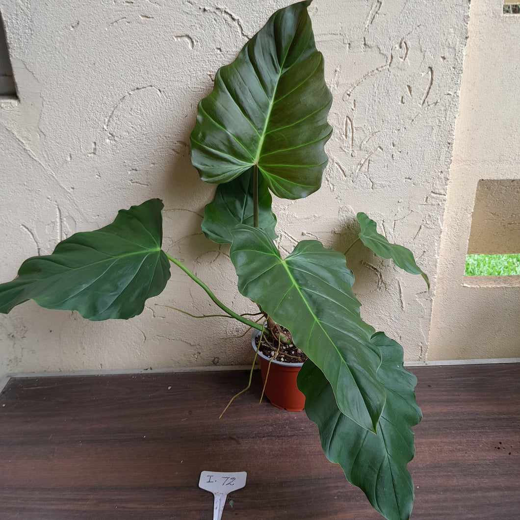 #i72 Philodendron Bronze Shield / Corsinianum