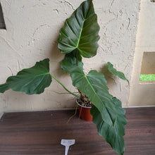 Load image into Gallery viewer, #i72 Philodendron Bronze Shield / Corsinianum