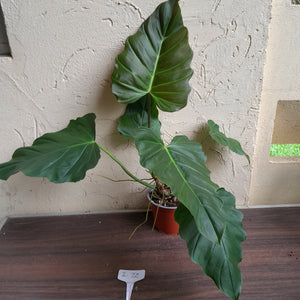#i72 Philodendron Bronze Shield / Corsinianum