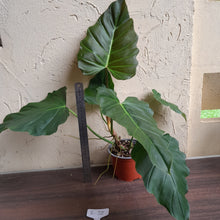 Load image into Gallery viewer, #i72 Philodendron Bronze Shield / Corsinianum