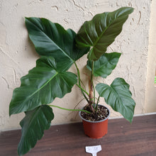 Load image into Gallery viewer, #i72 Philodendron Bronze Shield / Corsinianum