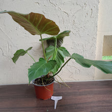 Load image into Gallery viewer, #i72 Philodendron Bronze Shield / Corsinianum