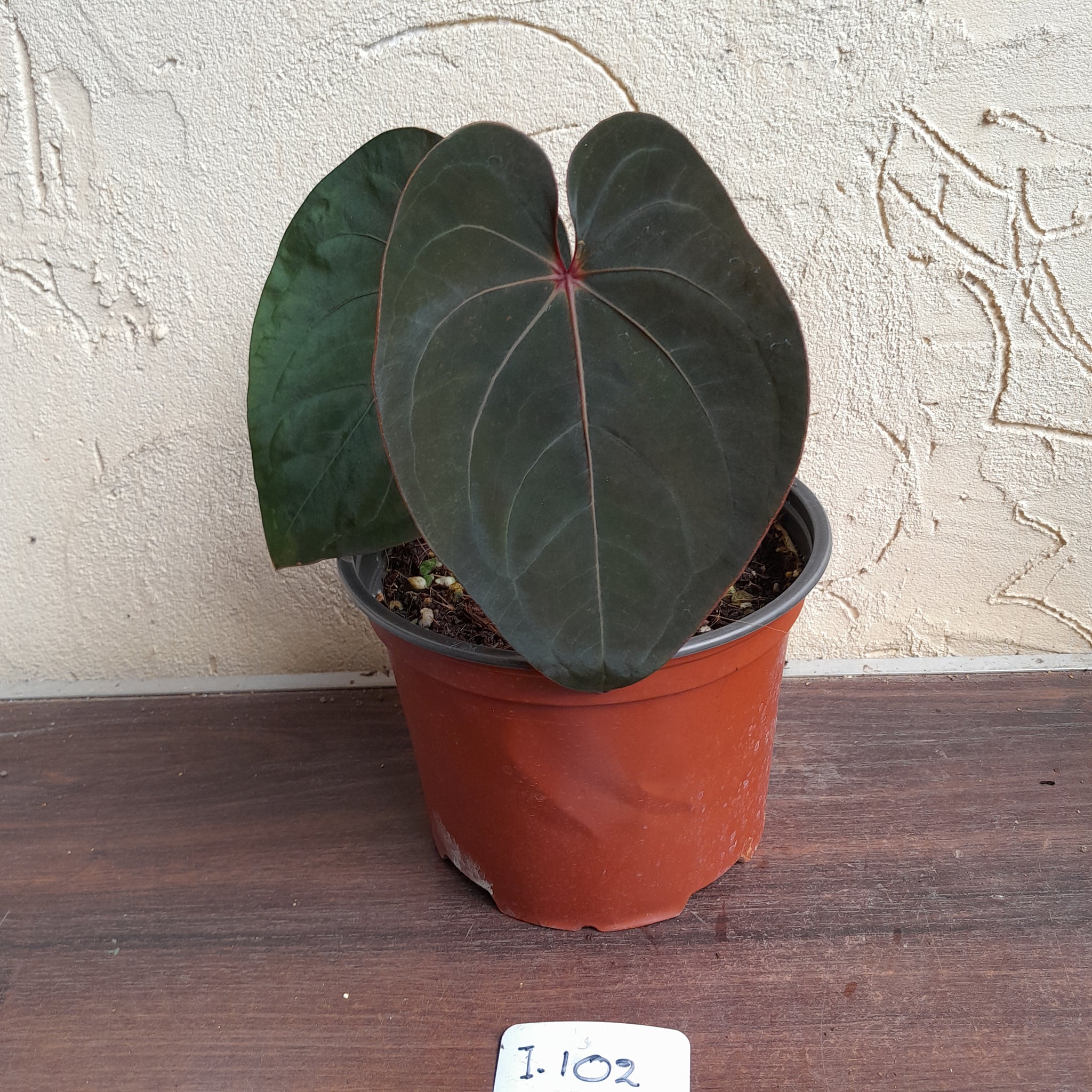 i102 Anthurium Hoffmanii / Blood Moon – J & S Plant Pickers