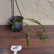 Load image into Gallery viewer, #H91 Huperzia Nummularifolia - New Guinea Flat Tassel