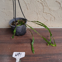 Load image into Gallery viewer, #H91 Huperzia Nummularifolia - New Guinea Flat Tassel