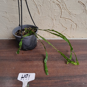 #H91 Huperzia Nummularifolia - New Guinea Flat Tassel